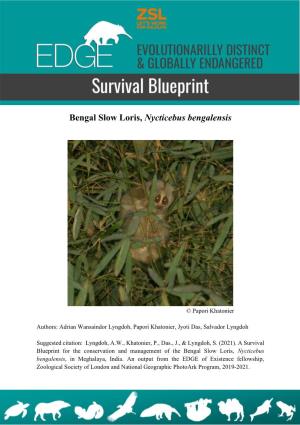 Bengal Slow Loris, Nycticebus Bengalensis