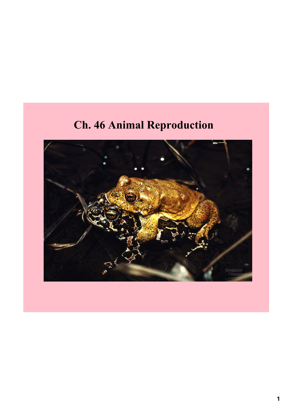 Ch. 46 Animal Reproduction