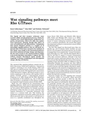 Wnt Signaling Pathways Meet Rho Gtpases