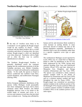 Northern Rough-Winged Swallow (Seiurus Noveboracensis) Richard A