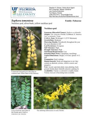 Sophora Tomentosa Family: Fabaceae Necklace Pod, Silver-Bush, Yellow Necklace Pod