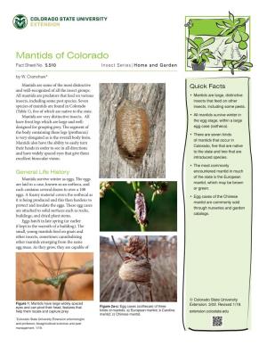 Mantids of Colorado Fact Sheet No