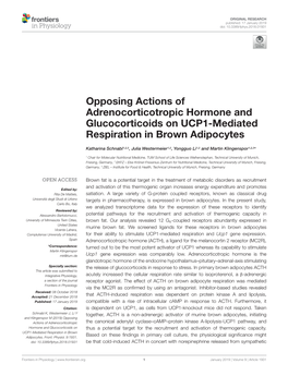 Opposing Actions of Adrenocorticotropic Hormone and Glucocorticoids on UCP1-Mediated Respiration in Brown Adipocytes