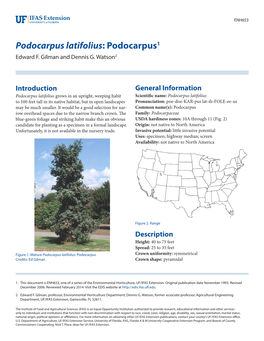 Podocarpus Latifolius: Podocarpus1 Edward F
