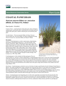 Coastal Panicgrass (Panicum Amarum Elliot Var. Amarulum) Plant Guide