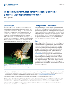 Tobacco Budworm, Heliothis Virescens (Fabricius) (Insecta: Lepidoptera: Noctuidae)1 J