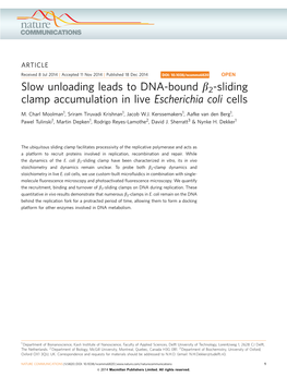 2-Sliding Clamp Accumulation in Live Escherichia Coli Cells