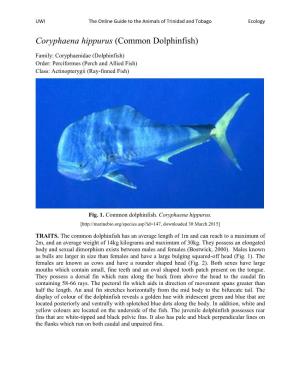 Coryphaena Hippurus (Common Dolphinfish)