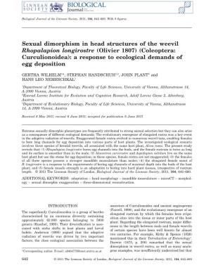 Sexual Dimorphism in Head Structures of the Weevil Rhopalapion Longirostre