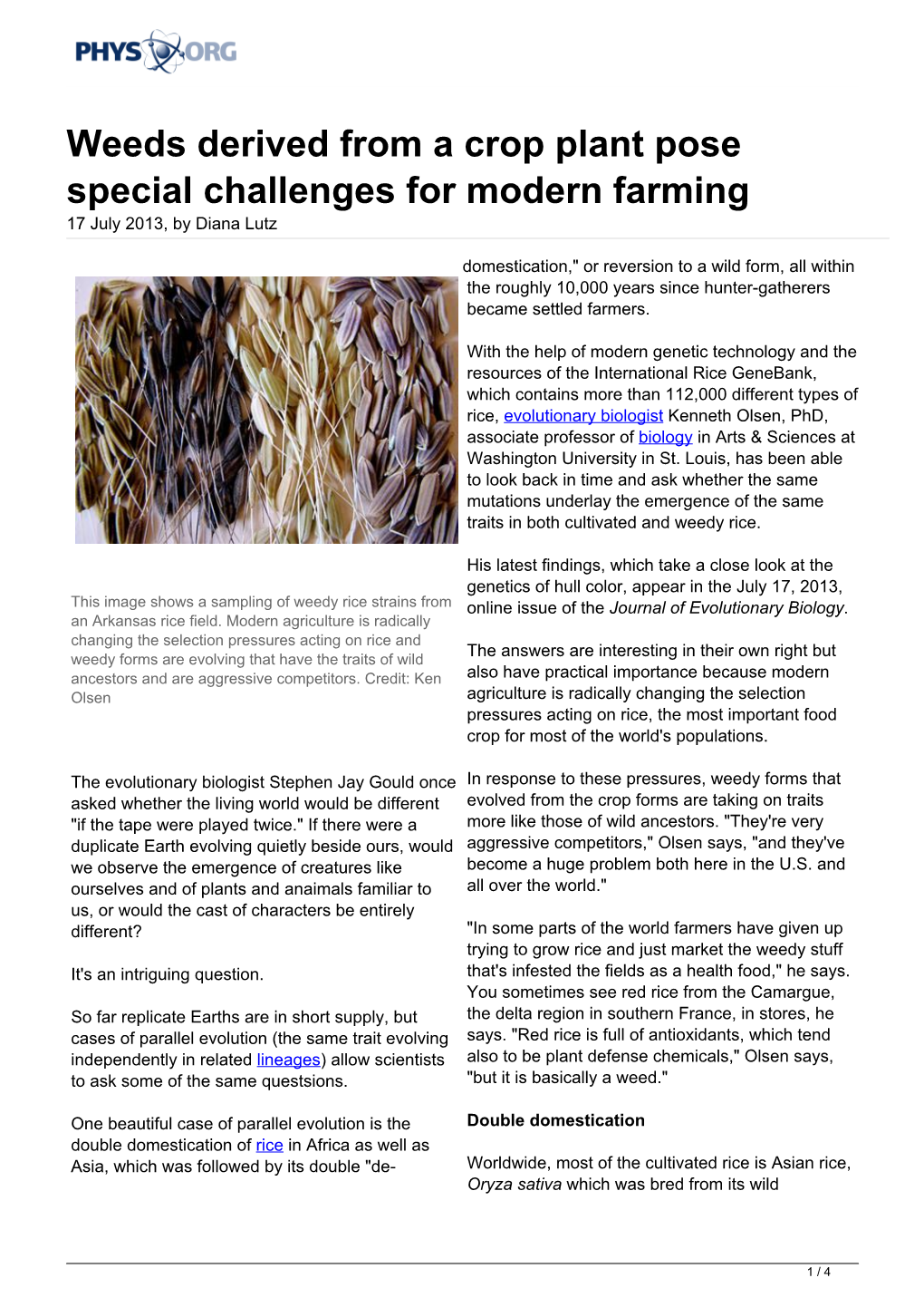 Weeds Derived from a Crop Plant Pose Special Challenges for Modern Farming 17 July 2013, by Diana Lutz