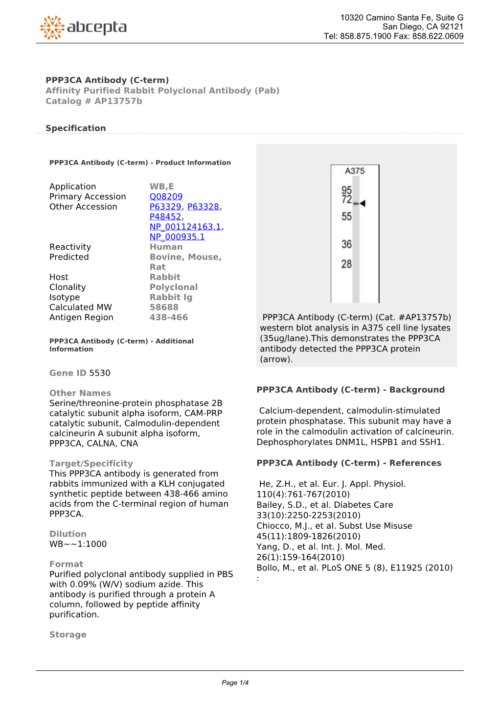 PPP3CA Antibody (C-Term) Affinity Purified Rabbit Polyclonal Antibody (Pab) Catalog # Ap13757b