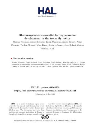 Gluconeogenesis Is Essential for Trypanosome Development in The