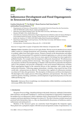 Inflorescence Development and Floral Organogenesis in Taraxacum Kok
