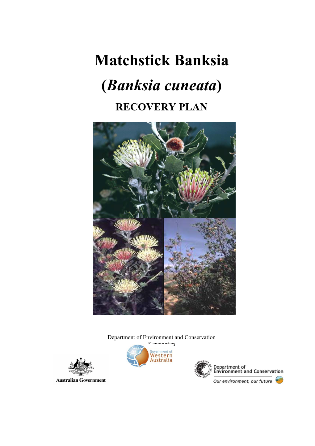 Banksia Cuneata)