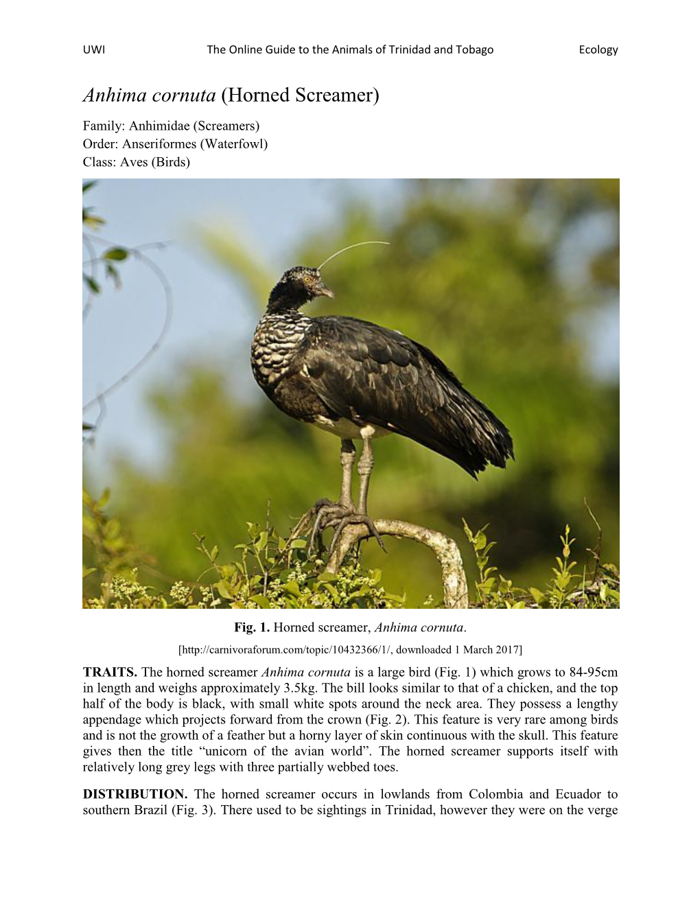 Anhima Cornuta (Horned Screamer) Family: Anhimidae (Screamers) Order: Anseriformes (Waterfowl) Class: Aves (Birds)