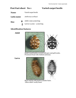 Pest Fact Sheet No 1 Varied Carpet Beetle