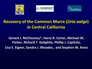 Recovery of the Common Murre (Uria Aalge) in Central California