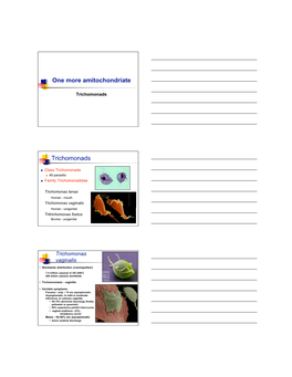 One More Amitochondriate Trichomonads