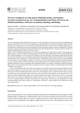 Two New Sacoglossan Sea Slug Species (Opisthobranchia, Gastropoda): Ercolania Annelyleorum Sp