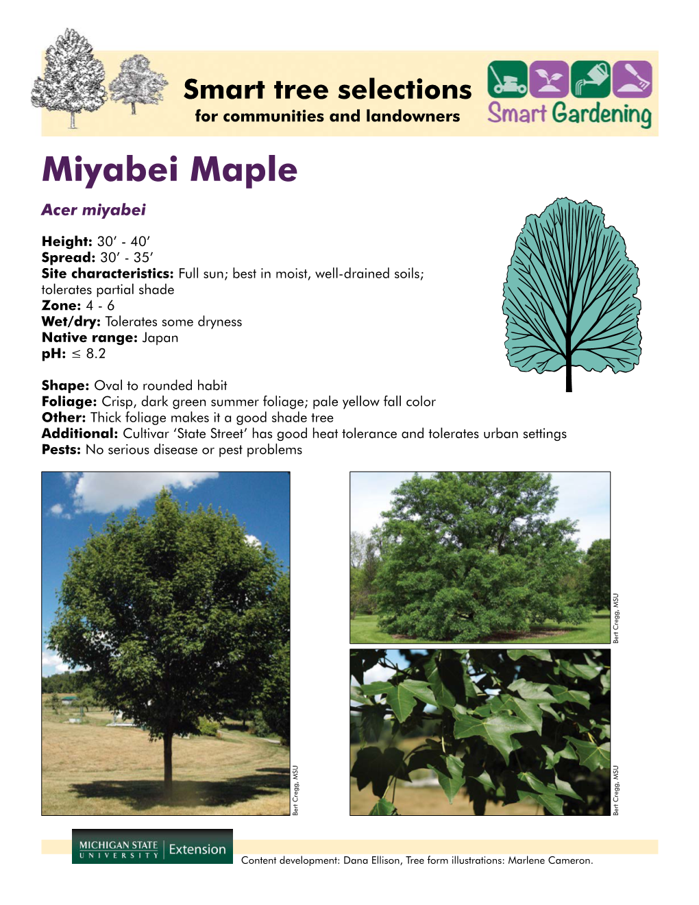 Miyabei Maple Acer Miyabei