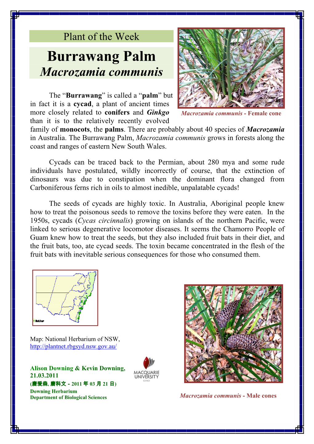 Burrawang Palm Macrozamia Communis