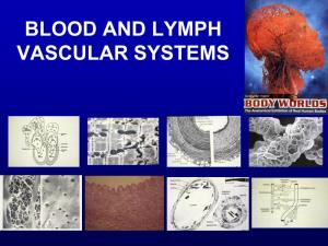 Blood and Lymph Vascular Systems
