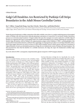 Golgi Cell Dendrites Are Restricted by Purkinje Cell Stripe Boundaries in the Adult Mouse Cerebellar Cortex