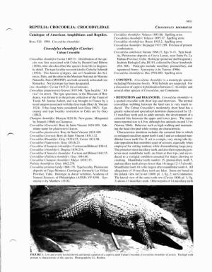 CROCODYLIDAE Crocodylus Rhombifer