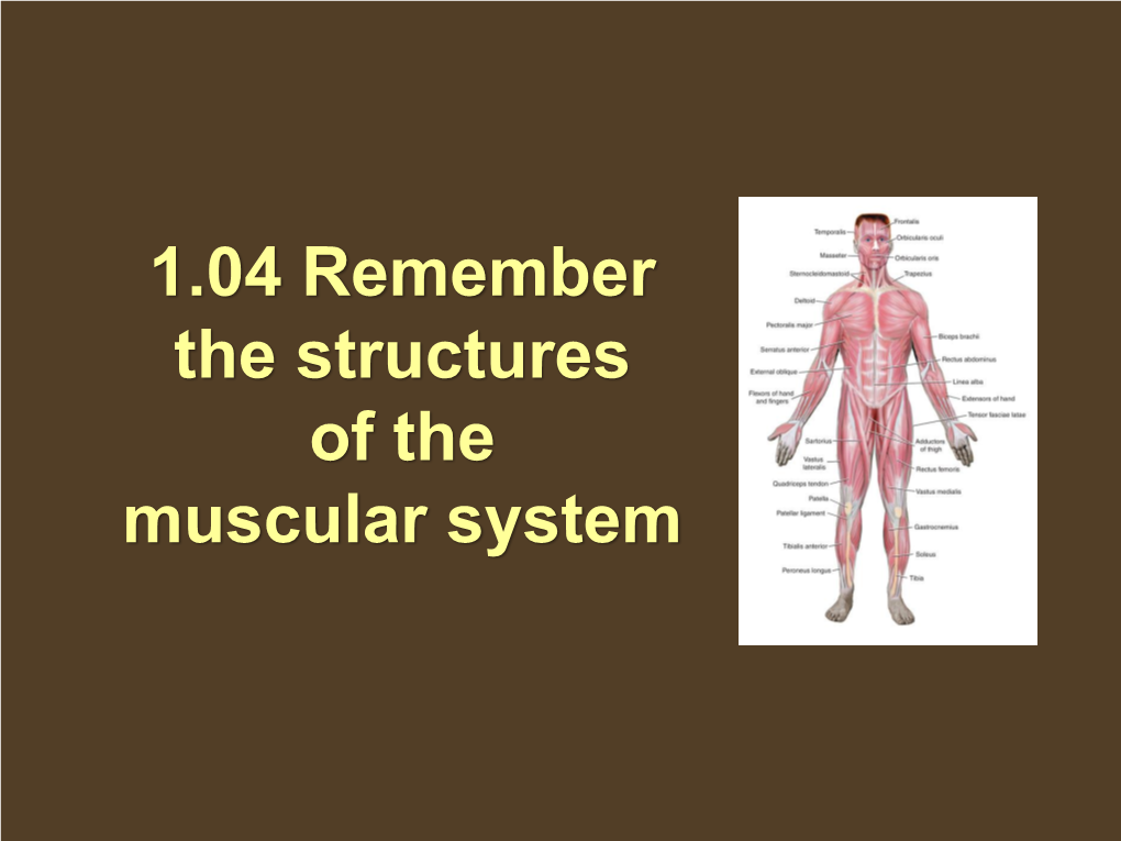 Muscular System Essential Question