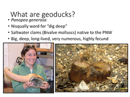 Geoduck Aquaculture in Puget Sound Woodpeckers in Your Neighborhood