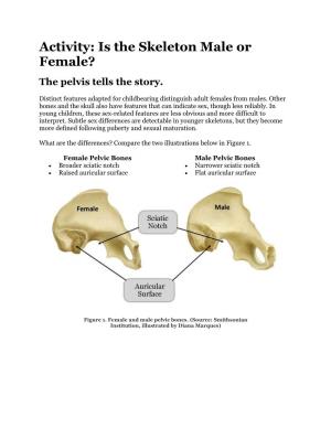 Is the Skeleton Male Or Female? the Pelvis Tells the Story