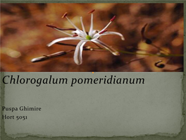 Chlorogalum Pomeridianum