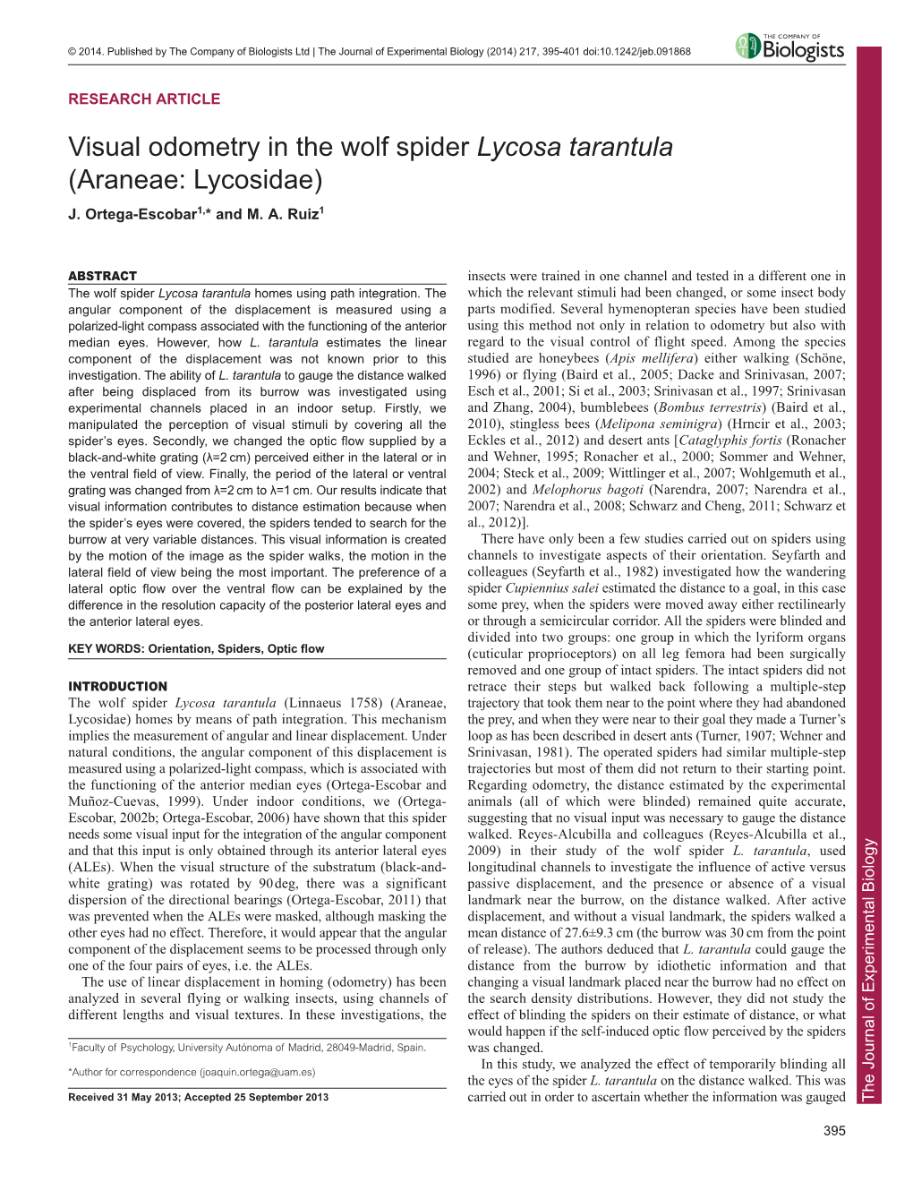 Visual Odometry in the Wolf Spider Lycosa Tarantula