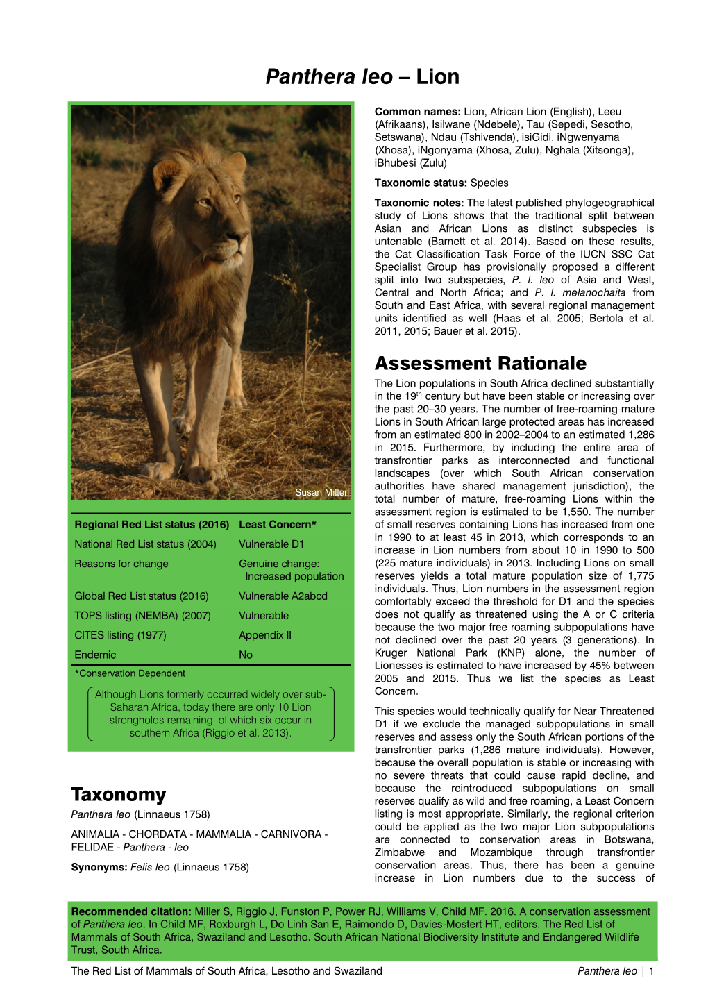 Panthera Leo – Lion