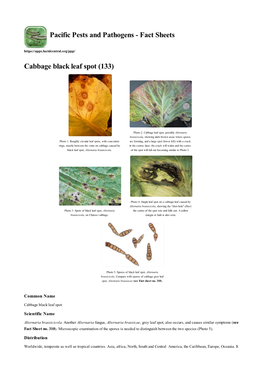Cabbage Black Leaf Spot (133)