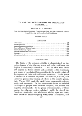 On the Rhinencephalon of Delphinus Delphis, L