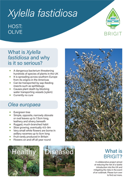 Identify Olive Infected with Xylella