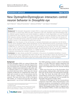 New Dystrophin/Dystroglycan Interactors Control Neuron Behavior