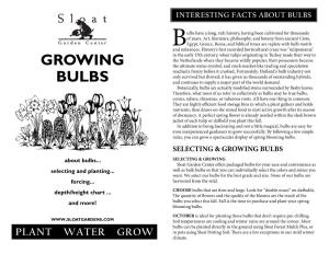 GROWING BULBS Potting Soil (Do Not Press Down)