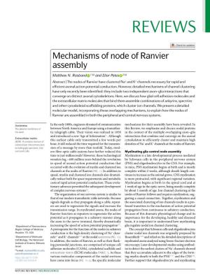 Mechanisms of Node of Ranvier Assembly