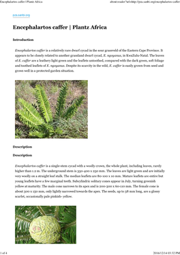 Encephalartos Caffer | Plantz Africa About:Reader?Url=