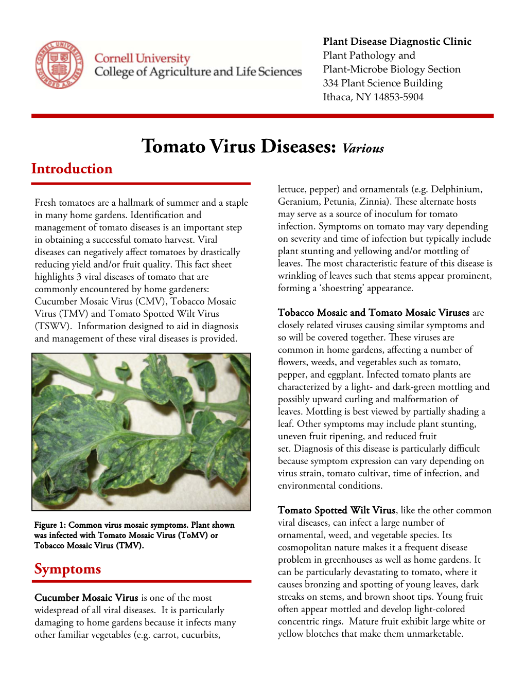 Tomato Virus Diseases: Various Introduction Lettuce, Pepper) and Ornamentals (E.G