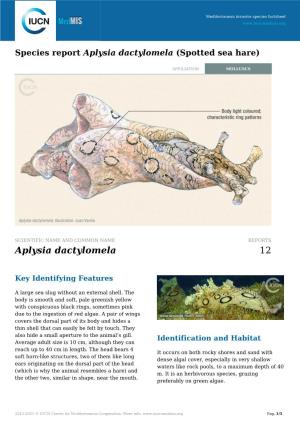 Species Report Aplysia Dactylomela (Spotted Sea Hare)