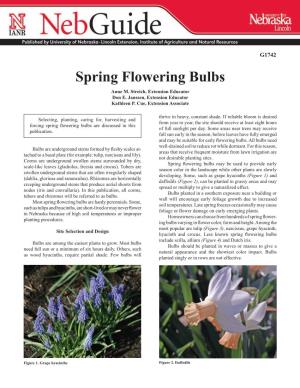 Spring Flowering Bulbs Anne M