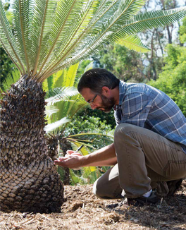 A Passion for Cycads