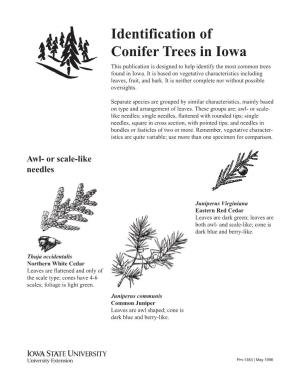 Identification of Conifer Trees in Iowa This Publication Is Designed to Help Identify the Most Common Trees Found in Iowa