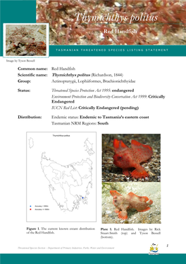 Thymichthys Politus (Red Handfish) Thymichthys Politus Based On