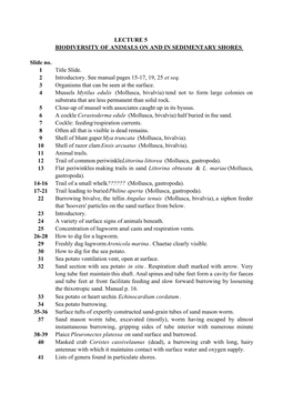 Lecture 5 Biodiversity of Animals on and in Sedimentary Shores