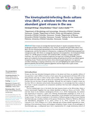 The Kinetoplastid-Infecting Bodo Saltans Virus (Bsv), a Window Into