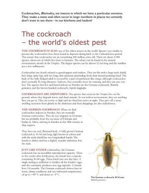 The Cockroach – the World’S Oldest Pest